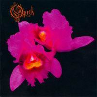 Opeth orchid